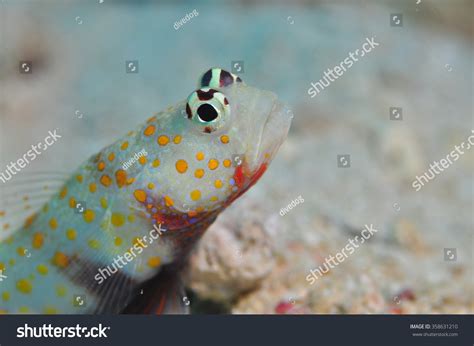 96 Orange Spotted Goby Images Stock Photos And Vectors Shutterstock