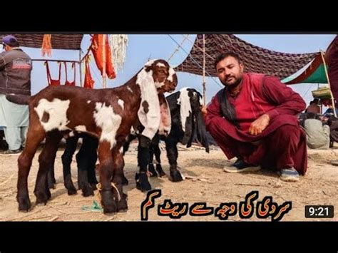 Bakra Mandi Sahiwal Betal Nagra Cute Bachy Naveed Khan Goats Farm