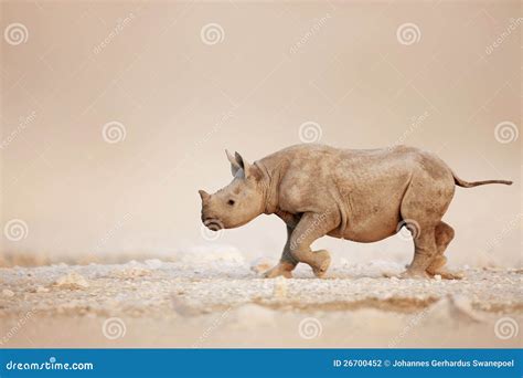 Black Rhinoceros Baby Running Stock Photo - Image of hooklipped, plains: 26700452