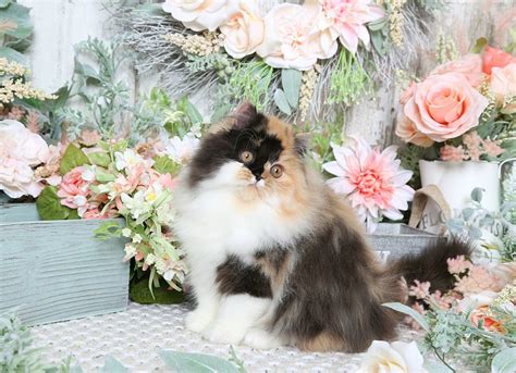 Calico Kittens Photo Gallery - Doll Face Persian Kittens