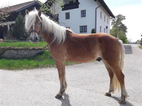 Strizi E Haflinger Wallach Fuchs Pferd Austria