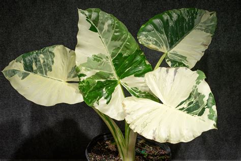 Alocasia Macrorrhiza Variegata 3 Gallon Etsy Canada