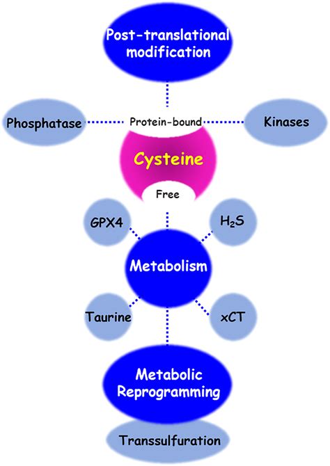 Cysteine Metabolic Fate There Are Diverse Regulatory Mechanisms Of