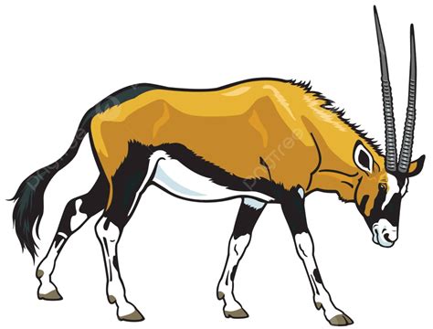 Gemsbok Biological White Background Wild Vector Biological White