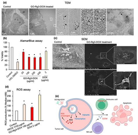 Pharmaceutics Free Full Text Ginsenoside Rg3 Reduces The Toxicity