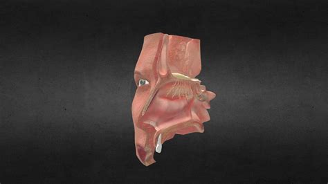 Nasal Cavity 3d