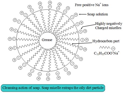 Explain The Cleansing Action Of Soaps And Detergents A Plus Topper