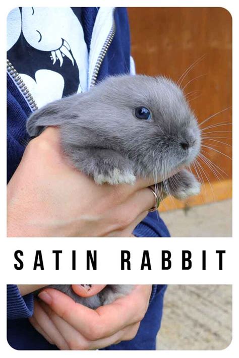 Satin Rabbit - The World's Softest, Shiniest Bunny?