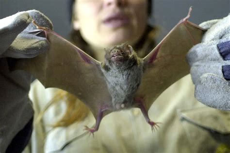Alerta En Posadas Por Caso De Rabia En Un Murciélago Urbano Insectívoro
