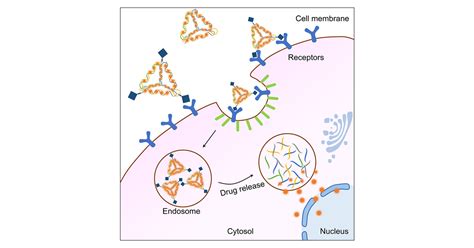 Dna Nanotechnology Enabled Drug Delivery Systems Chemical Reviews