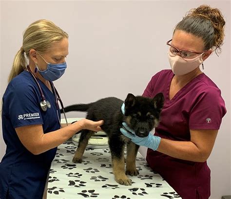 Puppy And Kitten Wellness Care Vets In State College Pa