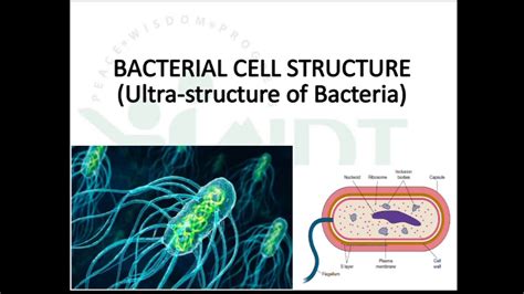 Ultrastructure Parts Of Bacteria Part 2 YouTube