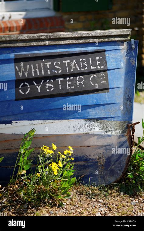 Whitstable Oysters Stock Photo Alamy