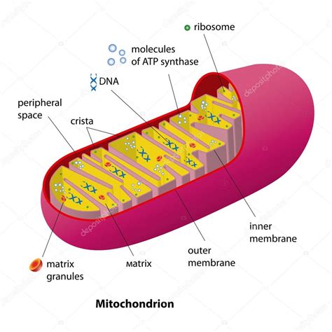 Esquema de mitocondrias vector gráfico vectorial s rumiantsev imagen