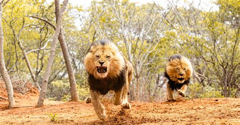 The Types of Lions: Every Lion Species & Lower Classification - A-Z Animals