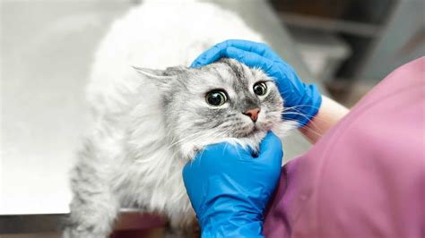 Gingivitis En Gatos Causas S Ntomas Y Tratamiento Cacttus