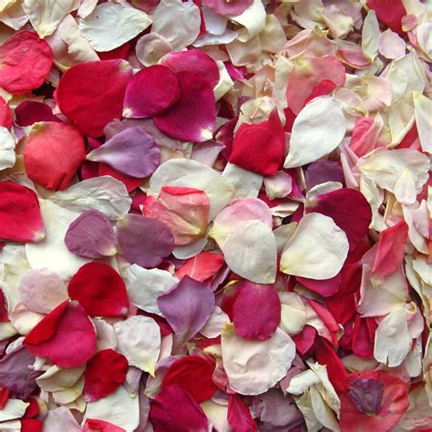 Rainbow Rose Petals 100 Natural And Biodegradable Confetti