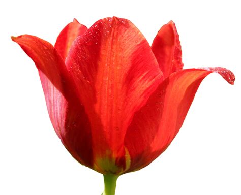 Tulip Png Image Tulips Flower Png Images Bulbous Plants