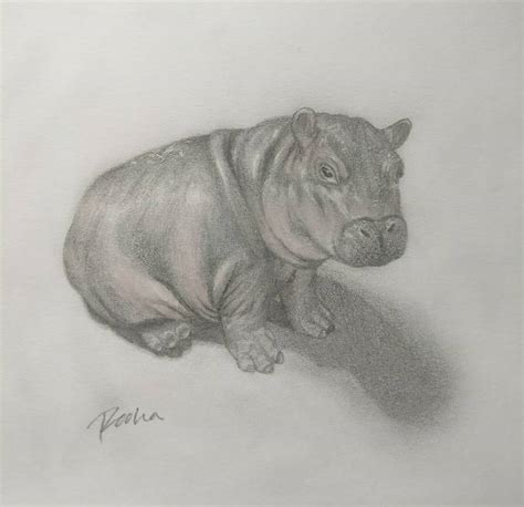 Hippo Drawings · Sketch A Day