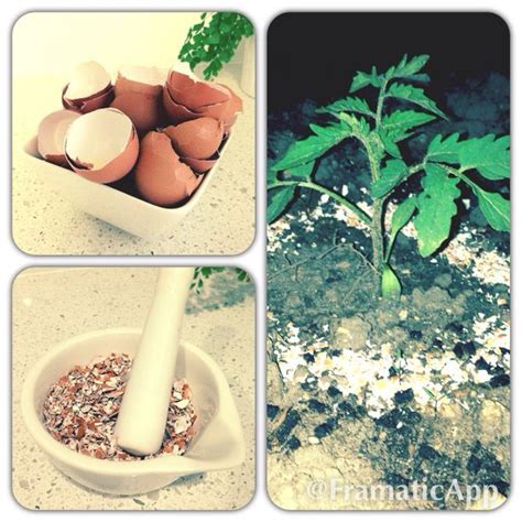 Use Crushed Eggs Shells To Protect Your Plants From Slugs And Snails