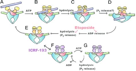 A Schematic Model For The Inhibition Of Topoisomerase Ii By Icrf