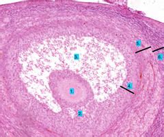 Histology Practical Lab Female Reproductive Histology Lab