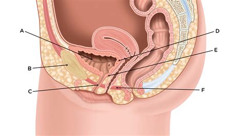 Bladder Anatomy