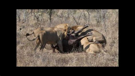 Rare Extremely Graphic HD Footage 4 Lion Brothers Flay Alive A Cape