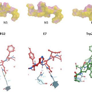 Predicted Heteroclitic HPV E7 Peptides Conformation A The Conformation