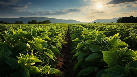 Premium Ai Image Vibrant Agricultural Field Under Sunny Sky