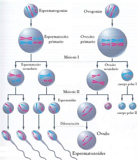 BIOLOGÍA 6 y 7 3 Lección Reproducción en los seres humanos 3