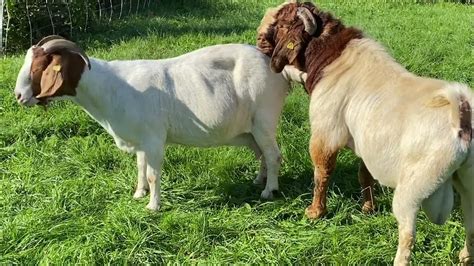 Boer Goats Mating Youtube