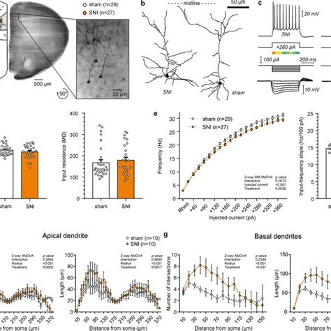 Firing Rate And Sholl Analysis Of Layer 5 Pyramidal Cells In The