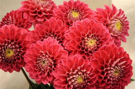 Red Dahlia flowers HD wallpaper | Wallpaper Flare