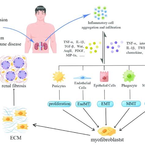 Inflammation And Renal Fibrosis Download Scientific Diagram