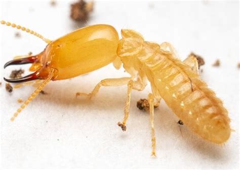 Learn More About Drywood Termites | Termite Droppings