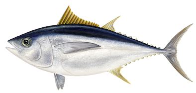 Bigeye tuna - Conxemar