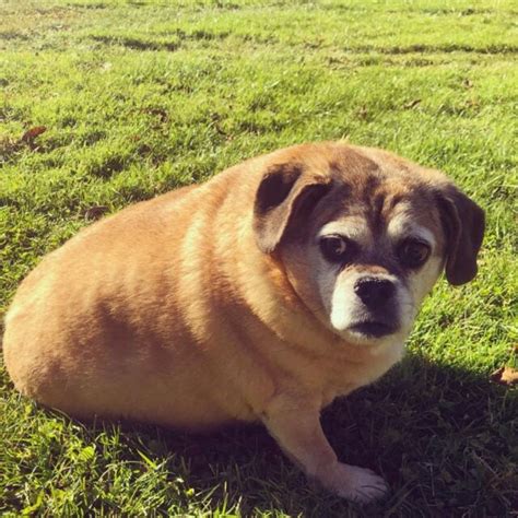Puggle Full Grown