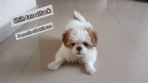 Shih Tzu Barking Dog Barking Cute Dogs Shih Tzu Puppy Youtube