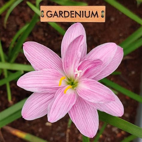 Jual Umbi Bunga Rain Lily Turandot Rainlily Zephyranthes Hybrid