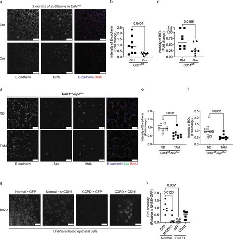 Knockdown Of E Cadherin Decreases The Regeneration Of Epithelium In The Download Scientific