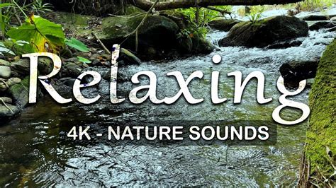 Relaxing Nature Sounds With Soothing Water Flowing And Birds Songs