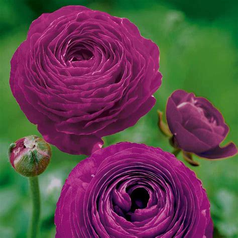 Ranunculus Black Current I M Going To Start Planting Things In The