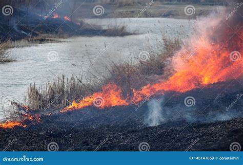 Fogo No P Ntano Cat Strofe Natural Imagem De Stock Imagem De P Ntano