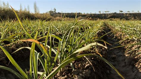 Ministrul Florin Barbu A Trimis Corpul De Control La Fermierii