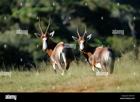 Bontebok Damaliscus Dorcas Hi Res Stock Photography And Images Alamy