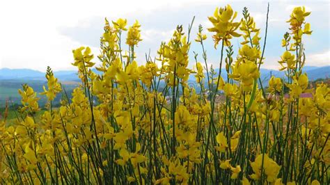 Yellow Broom Shrub in Full Flower Stock Photo - Image of yellow ...