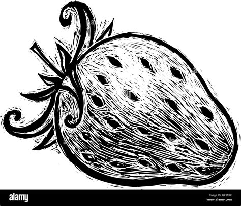 A black and white drawing of a strawberry Stock Photo - Alamy