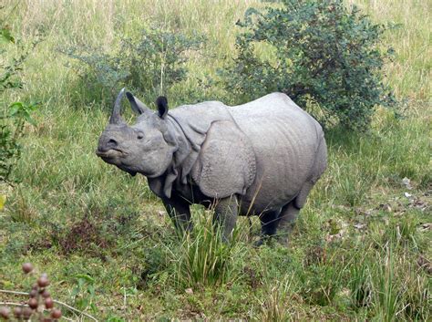 White Rhino International Rhino Foundationinternational Rhino Foundation