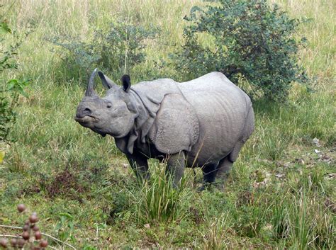 Great One Horned Rhino International Rhino Foundationinternational